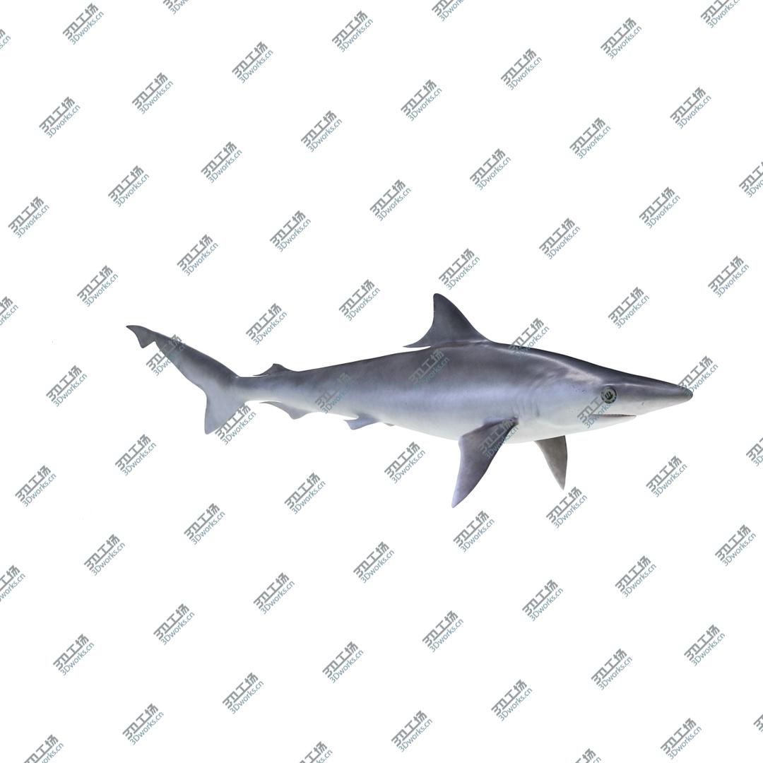 images/goods_img/2021040163/3D Rigged Sharks Big Collection/3.jpg